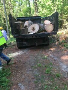 Tree Cutting Service And Stump Removal