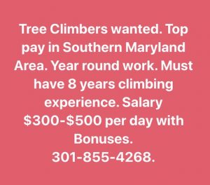Help Wanted Tree Climbers Southern Md