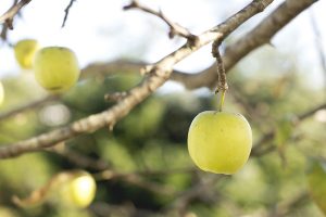 Apple Tree Removal Calvert County