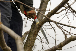 Tree Pruning In Southern Md 