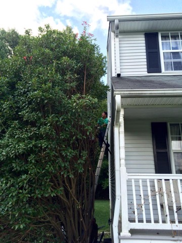 Tree Removal Company Southern Md