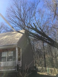 Calvert County Tree Removal Service