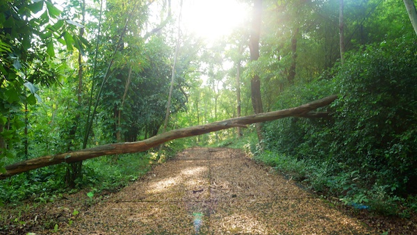 Removing Old Trees In Southern Md