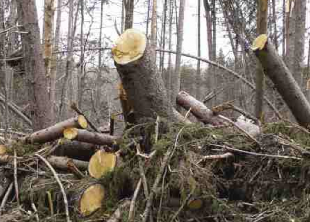 Tree Removal Southern Md