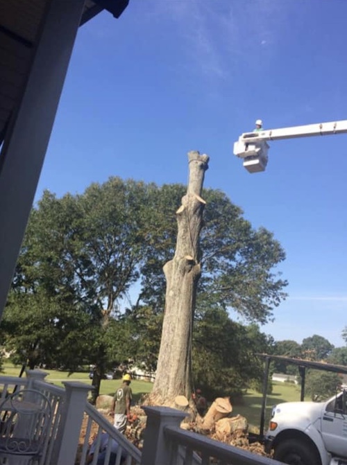 Tree Removal Southern Md